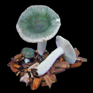 Se pueden encontrar en bosques planifolios. Excelente, considerada como la mejor de las russulas y una de las especies m&aacute;s apreciadas del Pa&iacute;s Vasco.