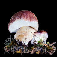 Comestible excelente, se confunde frecuentemente con el Boletus edulis y Boletus aerus, ambos tambi&eacute;n comestibles.