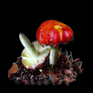 Suele crecer de manera frecuente en bosques de frondosas, y especialmente en hayedos. Tiene parecido con la Amanita Caesarea.