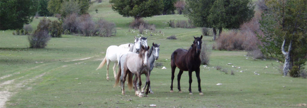 Naturaleza en la Serranía de Cuenca
